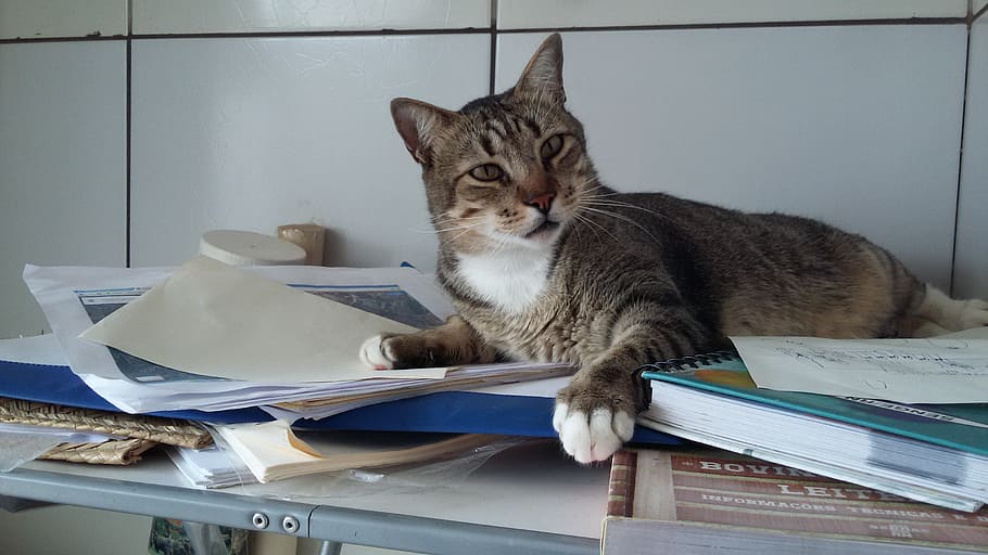 gatto, traversina, studi, animali domestici, domestico, gatto domestico, temi animali, animale, mammifero, felino, un animale, carta, in casa, nessuno, documento, pubblicazione, tavolo, libro, pila, rilassamento, vertebrato, lavoro d'ufficio, baffo, caos, acconciatura, soriano, 2K