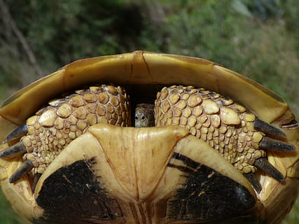 tartaruga, conchiglia, nascondere, protezione, tartaruga mediterranea, parco naturale di montsant, priorat, catalunya, nessuno, un animale, avvicinamento, giorno, all'aperto, temi animali, natura, animali allo stato selvatico, fauna selvatica, animale, rettile, parte del corpo animale, concentrarsi sulle conoscenze acquisite, cibo e bevande, vertebrato, messa a fuoco selettiva, cibo, invertebrato, legno - materiale, albero, bocca animale, 4K, CC0, dominio pubblico, privo di copyright
