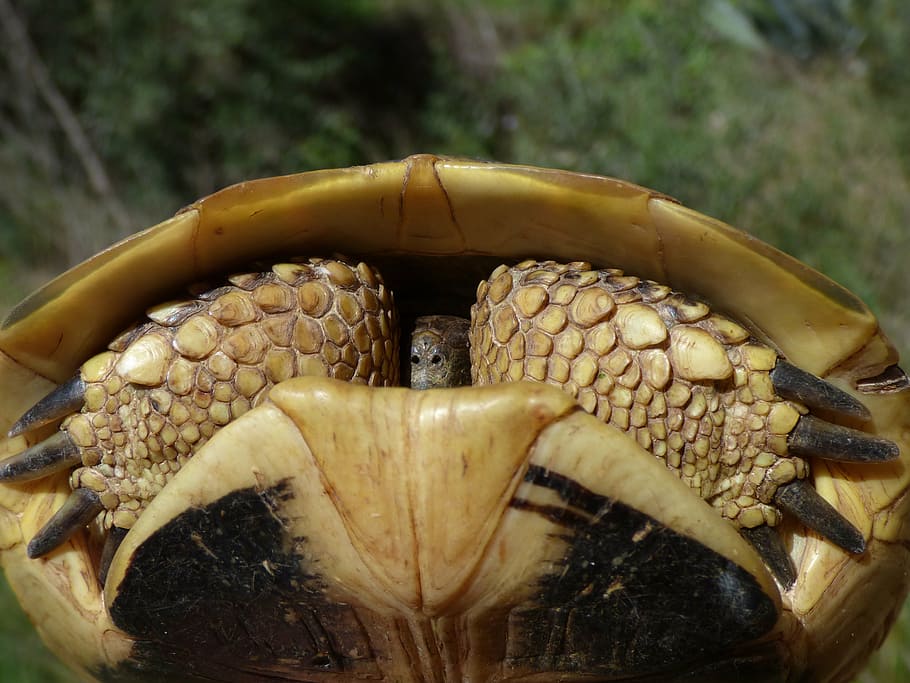 tartaruga, conchiglia, nascondere, protezione, tartaruga mediterranea, parco naturale di montsant, priorat, catalunya, nessuno, un animale, avvicinamento, giorno, all'aperto, temi animali, natura, animali allo stato selvatico, fauna selvatica, animale, rettile, parte del corpo animale, concentrarsi sulle conoscenze acquisite, cibo e bevande, vertebrato, messa a fuoco selettiva, cibo, invertebrato, legno - materiale, albero, bocca animale, 4K