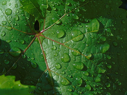 hoja, gotas, lluvia, mojado, soltar, parte de la planta, agua, color verde, planta, crecimiento, naturaleza, de cerca, nadie, gota de agua, día, fotograma completo, vena de la hoja, belleza en la naturaleza, antecedentes, al aire libre, Rocío, temporada de lluvias, pureza, hojas, 5K, CC0, dominio público, libre de derechos