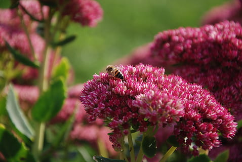 insect, bee, flowers, macro, nature, closeup, garden, flower, flowering plant, invertebrate, animal themes, animal, animal wildlife, animals in the wild, fragility, plant, one animal, beauty in nature, vulnerability, freshness, petal, close-up, growth, flower head, day, pollination, no people, purple, springtime, bumblebee, 4K, CC0, public domain, royalty free