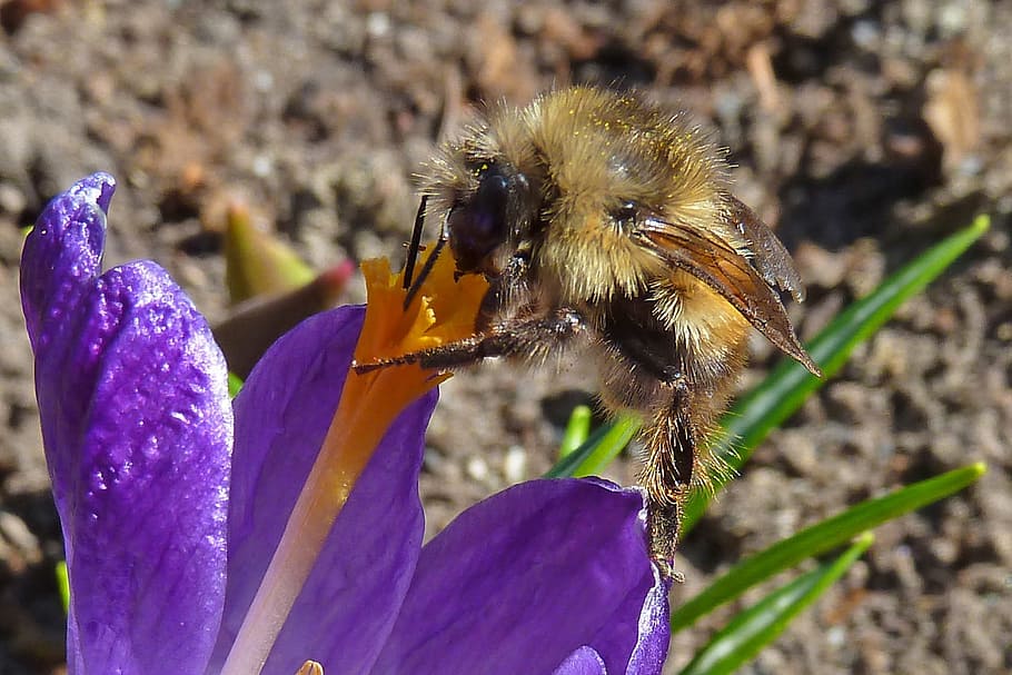 Bumble Bee, insectă, nectar, şofran, primăvară, natură, macro, floare, planta cu flori, animale în sălbăticie, animale sălbatice, animal, animale tematice, plantă, frumusețe în natură, fragilitate, nevertebrat, un animal, petală, prospeţime, cap de floare, a închide, albină, Violet, vulnerabilitate, creştere, nici o persoana, polenizare, în aer liber, bondar, polen, 720P
