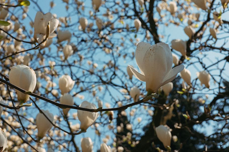 flores de magnólia, magnólia, flores, natureza, árvore, ramo, Flor, plantar, primavera, ao ar livre, cabeça de flor, temporada, branco, pétala, céu, árvore nua, lua, dia, ninguém, focar em primeiro plano, visão de baixo ângulo, beleza na natureza, crescimento, vulnerabilidade, fragilidade, fechar-se, cor branca, planta com flores, galho, 4K