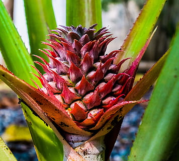 jove, pinya, fruita, pinya jove, naturalesa, menjar, frescor, full, primer pla, clima tropical, madur, orgànic, color verd, alimentació saludable, planta, estiu, creixement, vermell, a l'aire lliure, cap gent, part de la planta, bellesa a la natura, dia, centrar-se en primer pla, flor, planta amb flors, planta suculenta, cactus, enfocament selectiu, llum solar, picant, 2K, CC0, domini públic, lliure de regalies