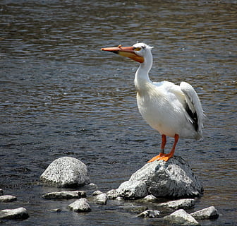 pelicà, riu de la guineu, appleton, wisconsin, appleton, Wisconsin, ales, riu, blanc, bec, peix, naturalesa, a l'aire lliure, aigua, aus aquàtiques, estiu, ploma, un animal, fauna animal, ocell, animals a la natura, vertebrats, animal, temes d'animals, rock, sòlid, posat, rock - object, dia, llac, cap gent, bellesa a la natura, platja, gavina, 2K, CC0, domini públic, lliure de regalies