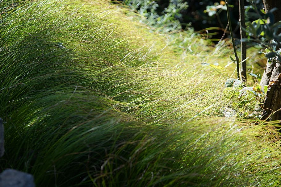 Gras, Grün, weich, Pflanze, Wachstum, Natur, grüne Farbe, Tag, Land, keine Leute, Feld, Sonnenlicht, Schönheit in der Natur, selektiver Fokus, draußen, Ruhe, Nahansicht, Fokus auf den Vordergrund, Landwirtschaft, Umgebung, Ernte, High Angle View, Weg, 5K