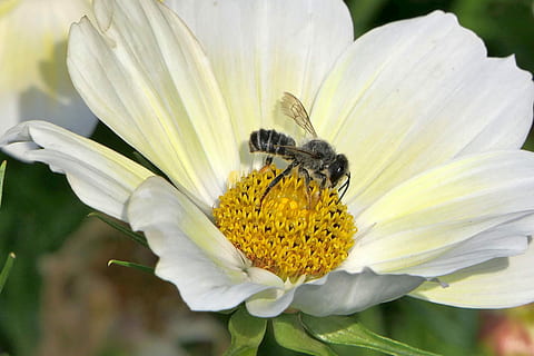 tancar, foto, gris, Vespa, posat, blanc, flor, abella, macro, insecte, flor blanca, planta, jardí, planta amb flors, temes d'animals, animal, fragilitat, fauna animal, frescor, vulnerabilitat, invertebrat, bellesa a la natura, animals a la natura, primer pla, pètal, un animal, cap de flor, groc, naturalesa, pol·len, cap gent, a l'aire lliure, polinització, 5K, CC0, domini públic, lliure de regalies