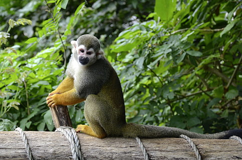 Capuchin, abe, herr nilsson, capuchin abe, äffchen, nuttet, dyre temaer, dyr, et dyr, dyreliv, dyr i naturen, pattedyr, træ, plante, natur, træ - materiale, ingen mennesker, hvirveldyr, dag, afdeling, fokus på forgrunden, kigger væk, sidder, udendørs, primat, leder, 4K, CC0, offentligt domæne, royaltyfrie
