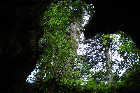 branques, arbre, cova, cor, molsa, naturalesa, cap gent, rock - object, bosc, color verd, planta, creixement, terra, vista d’angle baix, bellesa a la natura, tranquil·litat, rock, tronc de l'arbre, tronc, dia, a l'aire lliure, sòlid, selva tropical, 2K, CC0, domini públic, lliure de regalies