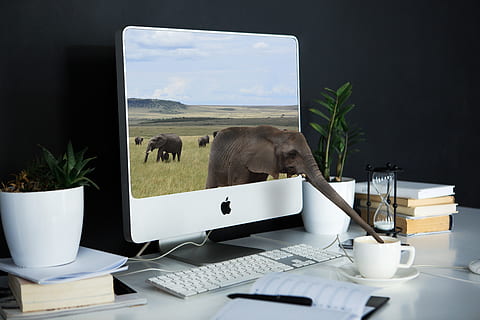 silver imac, white, wooden, table, computer, laptop, technology, desk, office, composing, furniture, mammal, animal themes, animal, one animal, nature, plant, indoors, wireless technology, potted plant, no people, communication, business, connection, 5K, CC0, public domain, royalty free