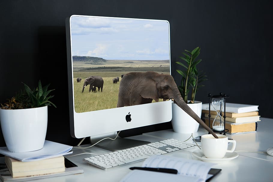 argento imac, bianca, di legno, tavolo, computer, il computer portatile, tecnologia, scrivania, ufficio, comporre, mobilia, mammifero, temi animali, animale, un animale, natura, pianta, in casa, tecnologia wireless, pianta in vaso, nessuno, comunicazione, attività commerciale, connessione, 5K