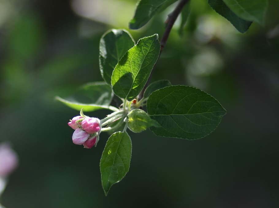flors, blanc, arbre, marxa, fruita, casey, primavera, florit, planta, full, part de la planta, creixement, flor, bellesa a la natura, frescor, planta amb flors, primer pla, color verd, fragilitat, vulnerabilitat, naturalesa, centrar-se en primer pla, cap gent, dia, a l'aire lliure, pètal, color rosa, brot, cap de flor, 2K