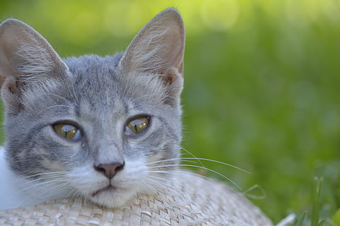 animali domestici, gatti, pensiero, un animale, guardando la fotocamera, temi animali, gatto domestico, ritratto, felino, mammifero, animale, gatto, domestico, avvicinamento, baffo, nessuno, vertebrato, concentrarsi sulle conoscenze acquisite, parte del corpo animale, giorno, testa di animale, occhi gialli, occhio animale, 5K, CC0, dominio pubblico, privo di copyright