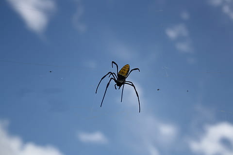 edderkop, insekt, arachnid, blå, himmel, flyvende, giftig, araknofobi, skadedyr, uhyggelig, fobi, skræmmende, fantasi, crawly, tarantel, venom, dyre temaer, dyr, dyreliv, dyr i naturen, hvirvelløse, et dyr, dag, natur, sky - himmel, ingen mennesker, leddyr, tæt på, udendørs, lav vinkel visning, dyrefløj, 4K, CC0, offentligt domæne, royaltyfrie