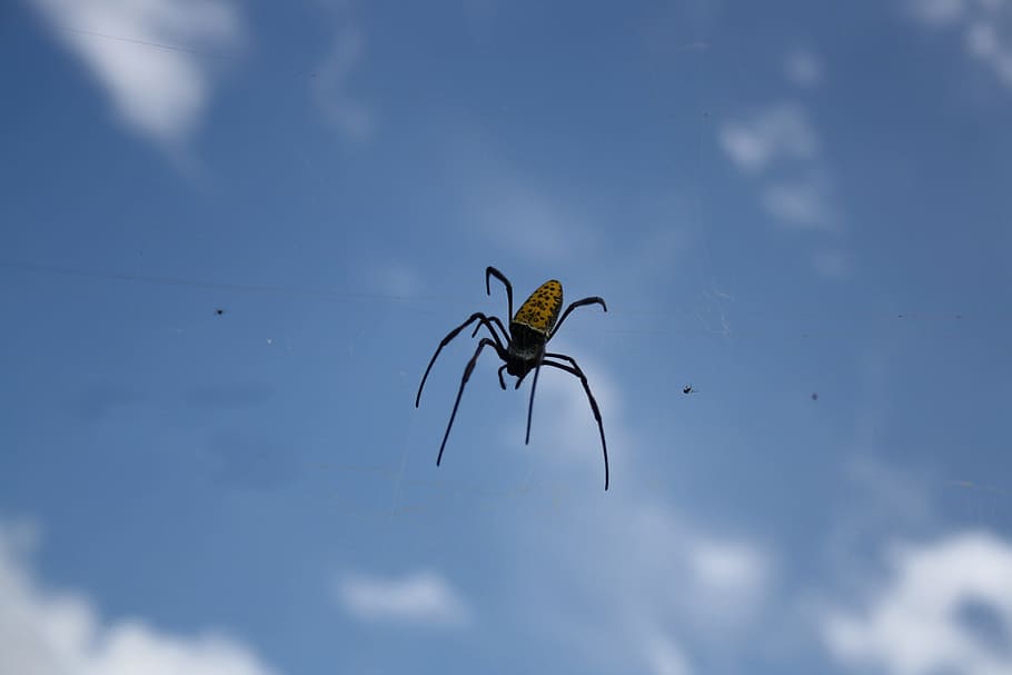 aranya, insecte, error, aràcnids, blau, cel, volant, verinós, aracnofobia, plaga, horripilant, fòbia, por, fantasia, crawly, taràntula, verí, temes d'animals, animal, fauna animal, animals a la natura, invertebrat, un animal, dia, naturalesa, núvol - cel, cap gent, artròpode, primer pla, a l'aire lliure, vista d’angle baix, ala dels animals, 4K