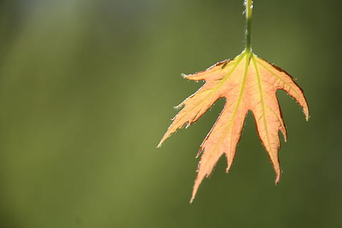 Blatt, Frühling, zuerst geht, Pflanzenteil, Nahansicht, Herbst, Pflanze, Natur, orange Farbe, Schönheit in der Natur, Fokus auf den Vordergrund, Veränderung, keine Leute, Tag, draußen, Zerbrechlichkeit, Wachstum, Verletzlichkeit, Ruhe, Blattvene, Gelb, Baum, Ahornblatt, natürlicher Zustand, Blätter, Regentropfen, 2K, CC0, gemeinfrei, lizenzfrei