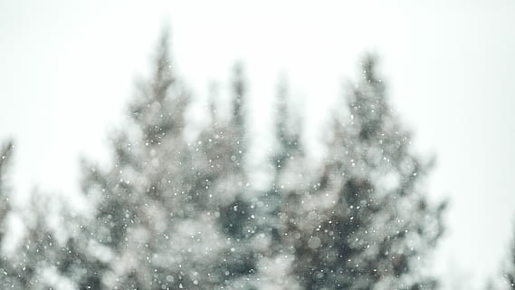 selectiu, foto del focus, arbres, verd, pins, cobert, neu, clar, vidre, nevar, floc de neu, hivern, arbre, fred, explorar, naturalesa, paisatge, desert, bosc, christma, bokeh, montana, temperatura de fred, pi, planta, dia, arbre de coníferes, cel, cap gent, a l'aire lliure, bellesa a la natura, pinàcies, medi ambient, tempesta, bosc de pi, clima extrem, vent de neu, 5K, CC0, domini públic, lliure de regalies
