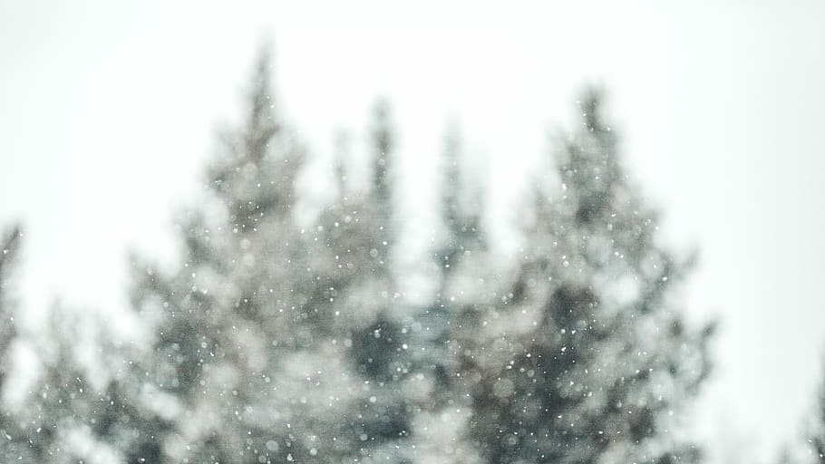 selektiv, fokus foto, træer, grøn, fyrretræer, dækket, sne, klar, glas, sner, snefnug, vinter, træ, kold, udforske, natur, landskab, ødemark, Skov, christma, bokeh, montana, kold temperatur, fyrretræ, plante, dag, nåletræ, himmel, ingen mennesker, udendørs, skønhed i naturen, Pinaceae, miljø, storm, fyrreskov, ekstremt vejr, snestorm, 5K