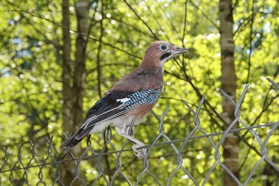 ghiandaia, uccello, pulcino, giovane, estate, foresta, fauna selvatica, temi animali, animale, animali allo stato selvatico, vertebrato, albero, un animale, pianta, concentrarsi sulle conoscenze acquisite, appollaiati, natura, nessuno, giorno, recinto, all'aperto, confine, barriera, lunghezza intera, vista profilo, 4K