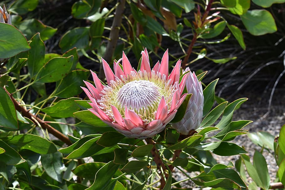 protea, planta, primavera, frescor, flor, creixement, vulnerabilitat, bellesa a la natura, planta amb flors, fragilitat, full, pètal, part de la planta, inflorescència, cap de flor, primer pla, color rosa, naturalesa, pol·len, dia, centrar-se en primer pla, cap gent, a l'aire lliure, 2K