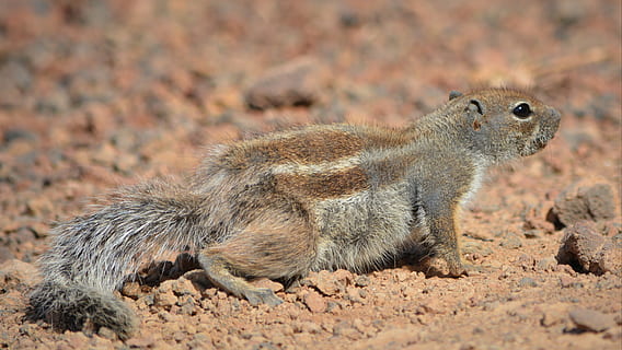 Eichhörnchen, Ziesel, Tier, Tierthemen, Tierwelt, Tiere in freier Wildbahn, ein Tier, Säugetier, Erdmännchen, Land, Wirbeltier, keine Leute, Wüste, Natur, Nagetier, Seitenansicht, braun, in voller Länge, Tag, draußen, Entspannung, suchen, Profilansicht, Klima, Tierkopf, trockenes Klima, 4K, CC0, gemeinfrei, lizenzfrei