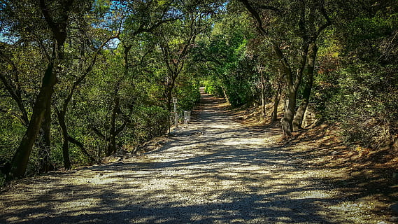 Camí, ruta, ombra, naturalesa, bosc, aventura, desconegut, llum solar, país, arbre, a l'aire lliure, viatjar, carretera, escènic, senderisme, rural, paisatge, dosser, sendera, el camí a seguir, planta, direcció, creixement, tranquil·litat, cap gent, terra, dia, perspectiva decreixent, bellesa a la natura, escena tranquil·la, punt de fuga, buit, llarg, treelined, copa de l'arbre, 2K, CC0, domini públic, lliure de regalies