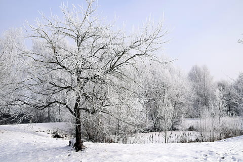 vinter, sne, vinterlige, træ, kold, hvid, snedækket, vinter buske, Dam, klar, stadig, rolige, Frosset, natur, frost, januar, bayern, Tyskland, landskab, vinter magi, isnende, smuk, koldtemperatur, sæson, is, afdeling, Skov, udendørs, vejr, kold temperatur, plante, scenics - natur, miljø, skønhed i naturen, jord, rolig scene, hvid farve, ro, ikke-urbane scene, ingen mennesker, himmel, sner, nåletræ, fyrreskov, 5K, CC0, offentligt domæne, royaltyfrie