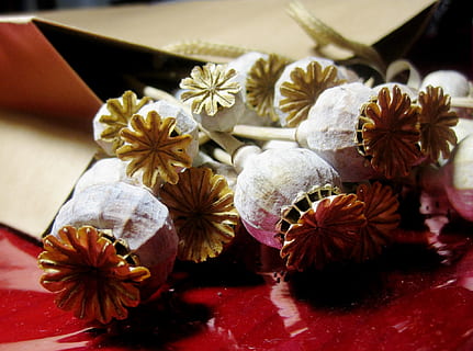 amapolas, vainas de semillas, seco, blanqueado, celofán rojo, paquete de papel marrón, adentro, planta floreciendo, de cerca, flor, nadie, mesa, naturaleza muerta, frescura, comida y bebida, planta, comida, centrarse en primer plano, naturaleza, belleza en la naturaleza, especia, inflorescencia, cabeza de flor, alimentación saludable, vista de alto ángulo, bienestar, 1080P, CC0, dominio público, libre de derechos