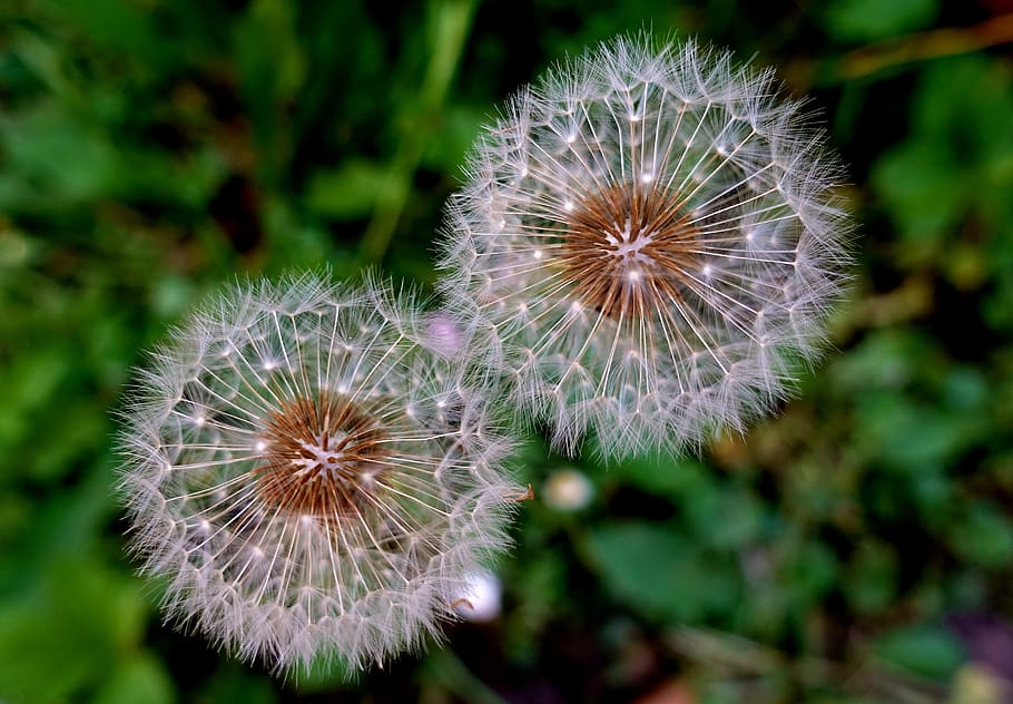 poc profund, focalitzar la fotografia, dos, blanc, dent de lleó, planta, tancar, macro, naturalesa, flor, florir, primavera, flor punxeguda, jardí, frescor, planta amb flors, fragilitat, vulnerabilitat, primer pla, bellesa a la natura, centrar-se en primer pla, creixement, cap gent, inflorescència, cap de flor, bellesa, sense cultiu, a l'aire lliure, dia, flors silvestres, llavor de dent de lleó, suavitat, 2K