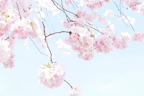 sakura, fiorire, petali di albero, giorno, albero, albero dei fiori, fioritura, primavera, rosa, fiore di ciliegio, ciliegia ornamentale, Blütenmeer, fiori, traboccante, lussureggiante, dolce, romanza, ciliegi giapponesi, ciliegia giapponese, bellezza, ciliegio in fiore giapponese, herrlich, romantico, meraviglioso, pastello, rami di fiori, cielo, blu, colore rosa, pianta, bellezza nella natura, freschezza, pianta fiorita, fiore, ramo, fragilità, vulnerabilità, crescita, natura, Inquadratura dal basso, ciliegio, ramoscello, avvicinamento, nessuno, all'aperto, testa di fiore, morbidezza, polline, un mazzo di fiori, 5K, CC0, dominio pubblico, privo di copyright