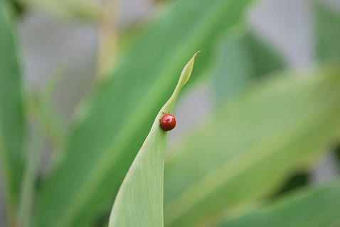 señora, bicho, insecto, mariquitas, dama, insectos, de colores, loco, naturaleza, hoja, planta, de cerca, color verde, macro, verano, un animal, temas de animales, animales en la naturaleza, parte de la planta, mariquita, nadie, fauna animal, invertebrado, rojo, animal, crecimiento, centrarse en primer plano, día, escarabajo, al aire libre, pequeña, 4K, CC0, dominio público, libre de derechos