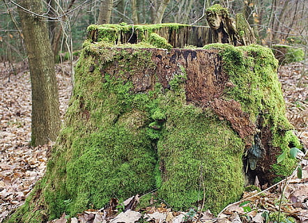 molsa, monstre de l'arbre, bosc, naturalesa, arbre, registre, verd, bemoost, color verd, dia, a l'aire lliure, cap gent, planta, creixement, terra, tronc, tranquil·litat, tronc de l'arbre, part de la planta, material de fusta, bellesa a la natura, camp, full, cobertura, escorça, 1080P, CC0, domini públic, lliure de regalies