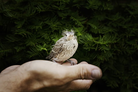 small, bird, man, right fingers, daytime, right, fingers, birds, black, branches, brown, gray, green, hands, nature, animal, feather, beak, wildlife, animals And Pets, animal Wing, human hand, one animal, animal themes, human body part, animals in the wild, hand, one person, vertebrate, holding, animal wildlife, real people, finger, body part, human finger, unrecognizable person, focus on foreground, perching, outdoors, care, human limb, 4K, CC0, public domain, royalty free