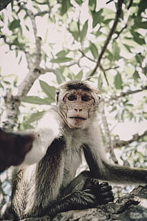 Affe, Selfie, Baum, Tier, Tierthemen, Tierwelt, Primas, Säugetier, Tiere in freier Wildbahn, Wirbeltier, Sitzung, ein Tier, Tag, Jungtier, Kamera betrachten, Fokus auf den Vordergrund, Pflanze, Natur, keine Leute, Porträt, draußen, Tierfamilie, 5K, CC0, gemeinfrei, lizenzfrei