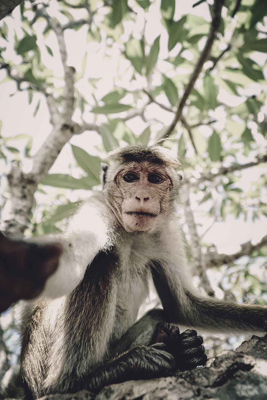 mico, selfie, arbre, animal, temes d'animals, fauna animal, primat, mamífer, animals a la natura, vertebrats, assegut, un animal, dia, animal jove, mirant la càmera, centrar-se en primer pla, planta, naturalesa, cap gent, retrat, a l'aire lliure, família d’animals, 5K