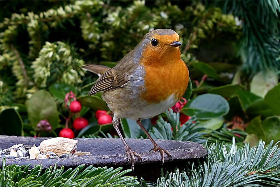 tancar, fotografia, taronja, blanc, ocell, American Robin, tancar la fotografia, robin, erithacus rubecula, ocell petit, alimentació, jardí, naturalesa, animal, vida salvatge, branca, arbre, bec, a l'aire lliure, primer pla, ploma, un animal, posat, fauna animal, temes d'animals, vertebrats, animals a la natura, cap gent, planta, dia, bellesa a la natura, centrar-se en primer pla, color verd, 1080P