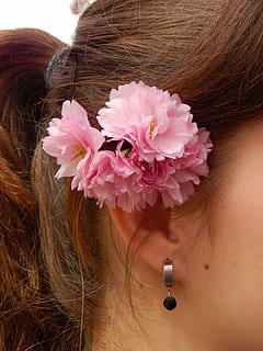 cap, flor, primavera, rosa, dones, bellesa, femelles, rostre humà, bonic, cabell humà, moda, gent, primer pla, una persona, planta amb flors, planta, color rosa, frescor, fragilitat, vulnerabilitat, persones reals, cabell, adult, estils de vida, a l'interior, cap de flor, part del cos humà, pentinat, part del cos, activitat d'oci, dit, 4K, CC0, domini públic, lliure de regalies