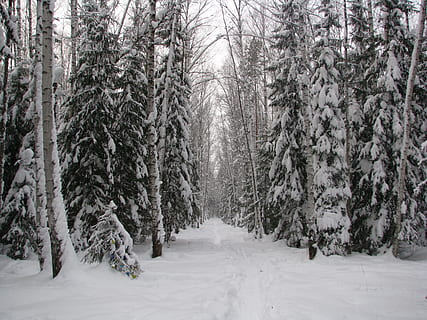 vinter, Skov, sti, gå, vinter skov, sne, landskab, natur, træer, Rusland, birk, sol, frost, stilhed, sneen af ​​sneen, historie, træ, kold temperatur, plante, jord, skønhed i naturen, dækker, vækst, rolig scene, ro, ingen mennesker, scenics - natur, ikke-urbane scene, dag, Frosset, udendørs, treelined, nåletræ, sner, 2K, CC0, offentligt domæne, royaltyfrie