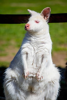 canguro, canguro blanco, temas de animales, animal, mamífero, un animal, nacional, animales domesticos, mascotas, vertebrado, el color blanco, centrarse en primer plano, nadie, día, mirando, de cerca, gato, Gato domestico, al aire libre, felino, fauna animal, naturaleza, bigotes, 5K, CC0, dominio público, libre de derechos