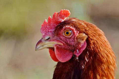 pollo, gallina, pollame, gamma, bestiame, azienda agricola, uccello, polli, animale, agricoltura, natura, temi animali, pollo - uccello, animali domestici, un animale, domestico, avvicinamento, vertebrato, concentrarsi sulle conoscenze acquisite, mammifero, parte del corpo animale, animale maschio, Gallo, testa di animale, becco, giorno, nessuno, all'aperto, occhio animale, 5K, CC0, dominio pubblico, privo di copyright