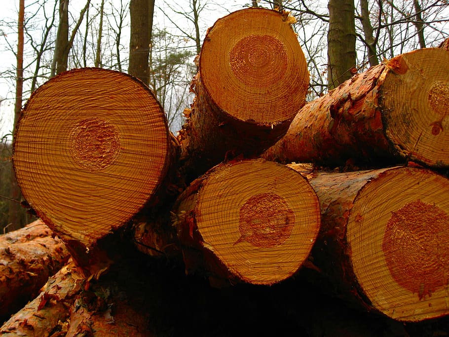 arbre, registre, bosc, naturalesa, tribu, fusta, anells anuals, textura, estructura, gra, estructura de fusta, segat, tancar, gra de fusta, macro, casos, Bosc de bosc, silvicultura, indústria de la fusta, llenya, tronc de l'arbre, material de fusta, pila, pila de fusta, Munt, a l'aire lliure, cercle, desforestació, qüestions ambientals, terra, tronc, planta, cap gent, dia, danys ambientals, 2K
