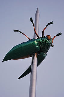 Käfer, Kunst, Fehler, Nadel, Leuven, fabre, Skarabäus, Kunstwerk, Himmel, grüne Farbe, Natur, keine Leute, Nahansicht, klarer Himmel, Tierwelt, ein Tier, Tiere in freier Wildbahn, Tierthemen, Tier, wirbellos, Pflanze, Tag, Blume, Insekt, draußen, Wachstum, Schönheit in der Natur, blühende Pflanze, 2K, CC0, gemeinfrei, lizenzfrei