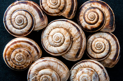cargols de cargol, cargols, espiral, marró, estructura, fauna animal, shell, mol·lusc, animal, temes d'animals, closca d’animals, primer pla, invertebrat, cap gent, cargol, patró, grup d'objectes, patró natural, elecció, gasteròpode, marc complet, gran grup d'objectes, fons, variació, marí, 2K, CC0, domini públic, lliure de regalies