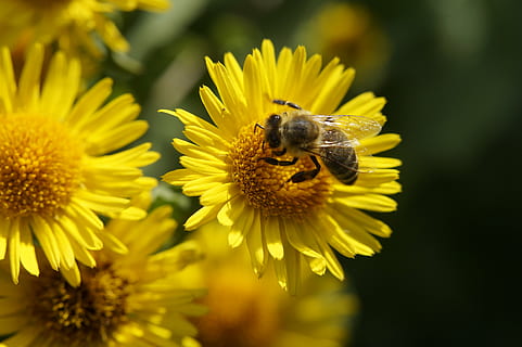 albină, nectar, polen, polenizare, colecta polen, floare, vară, insectă, inflori, a inflori, albina ocupata, galben, închide, albina, plantă, macro, colecta nectarul, planta cu flori, animale tematice, animal, nevertebrat, fragilitate, petală, vulnerabilitate, animale sălbatice, animale în sălbăticie, frumusețe în natură, cap de floare, prospeţime, creştere, un animal, a închide, nici o persoana, în aer liber, 5K, CC0, domeniu public, fără drepturi de autor