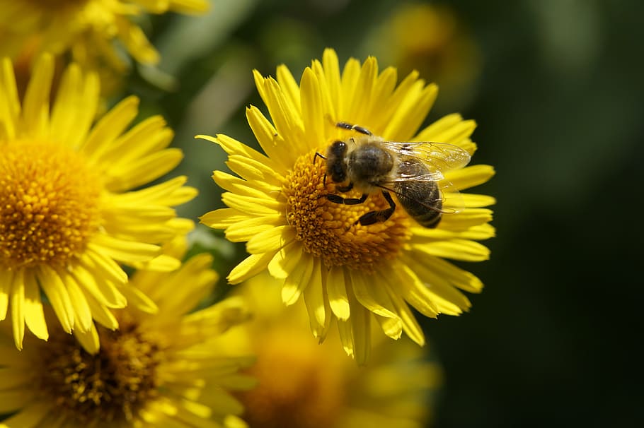 abella, nèctar, pol·len, polinització, recollir pol len, flor, estiu, insecte, florir, abella ocupada, groc, tancar, mel d'abella, planta, macro, recollir nèctar, planta amb flors, temes d'animals, animal, invertebrat, fragilitat, pètal, vulnerabilitat, fauna animal, animals a la natura, bellesa a la natura, cap de flor, frescor, creixement, un animal, primer pla, cap gent, a l'aire lliure, 5K