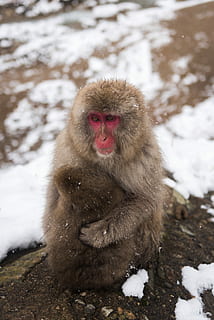 brown, monkey, gray, stone, red, baboon, daytime, ape, snow, mountain, portrait, cold temperature, winter, animal themes, mammal, animal, primate, japanese macaque, animals in the wild, animal wildlife, one animal, day, vertebrate, nature, frozen, focus on foreground, field, outdoors, no people, warm clothing, 5K, CC0, public domain, royalty free