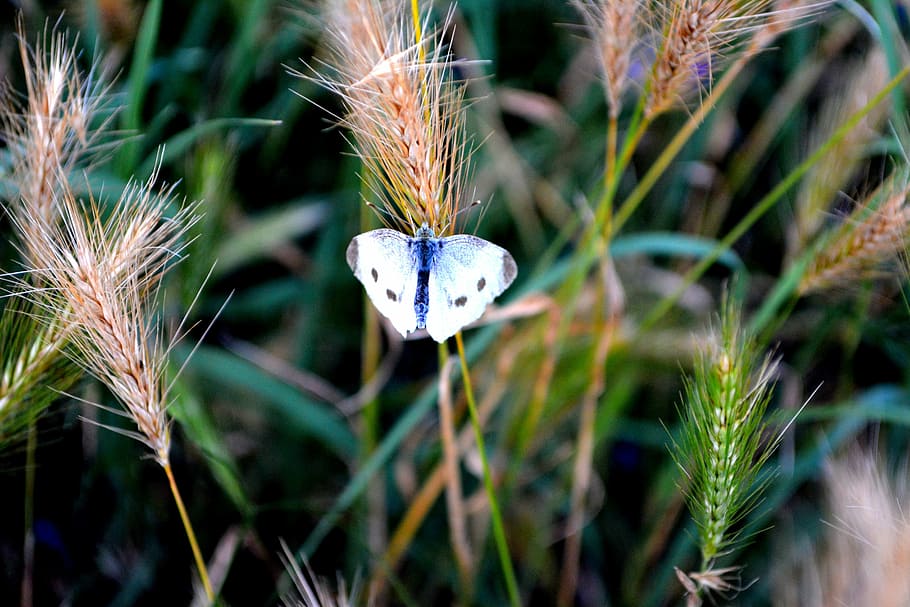 motýl, bílý, tráva, insecta, rostlina, růst, detail, Příroda, nikdo, den, zvíře, zaměřit se na popředí, venku, zvířat, krása v přírodě, zemědělství, květ, selektivní zaměření, přistát, jednoho zvířete, pole, zelená barva, oříznutí, 5K