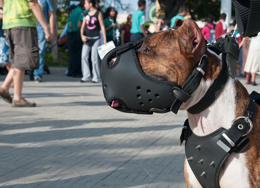 perro, canino, bozal, collar del perno prisionero, animal, mamífero, sentado, animales domesticos, nacional, vertebrado, personas incidentales, mascotas, calle, temas de animales, un animal, gente real, sección baja, parte del cuerpo humano, ciudad, día, grupo de personas, centrarse en primer plano, pierna humana, herbívoro, 2K
