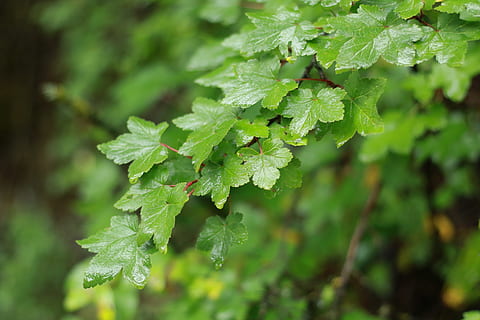 regen, blad, wees stil, deel van de plant, fabriek, groene kleur, groei, detailopname, natuur, schoonheid in de natuur, focus op de voorgrond, dag, geen mensen, selectieve aandacht, buitenshuis, versheid, eten en drinken, water, voedsel, nat, laten vallen, kruid, bladeren, 5K, CC0, publiek domein, royaltyvrij