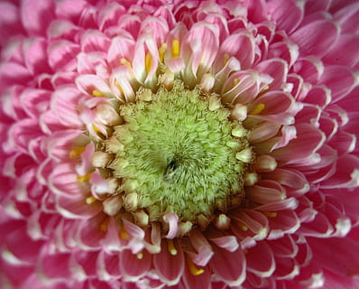 gerbera, închide, petale, stamină, Trandafir, inflorit, inflori, a inflori, floare, roz, aranjament, schnittblume, plantă, macro, centru, compozite, botanică, petală, a închide, fragilitate, natură, un animal, planta cu flori, vulnerabilitate, cap de floare, prospeţime, frumusețe în natură, culoarea roz, inflorescenţă, creştere, nici o persoana, polen, zi, dalie, cadru complet, în aer liber, polenizare, 2K, CC0, domeniu public, fără drepturi de autor